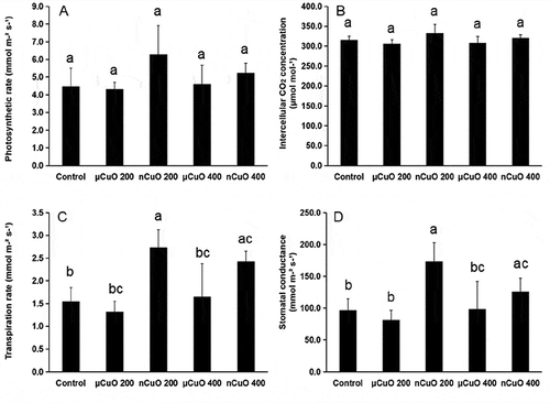 Figure 3. Photosynthetic rate (A; Pn; µmol m−2 s−1), intercellular CO2 concentration (B; Ci; µmol mol−1), transpiration rate (C; Tr; mmol m−2 s−1), and stomatal conductance (D; Gs; mmol m−2 s−1) in leaves of lettuce plants exposed to CuO nanoparticles (nCuO) or microparticles (μCuO) at 0 (control), 50, 100 and 200 mg/kg for 60 days. Data are means of four replicates ± standard deviation. Different letters among columns indicate statistically significant differences at p ≤ 0.05.