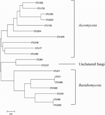 Figure 7. Phylogenetic tree of core fungal communities in soil, leaves, and grapes.
