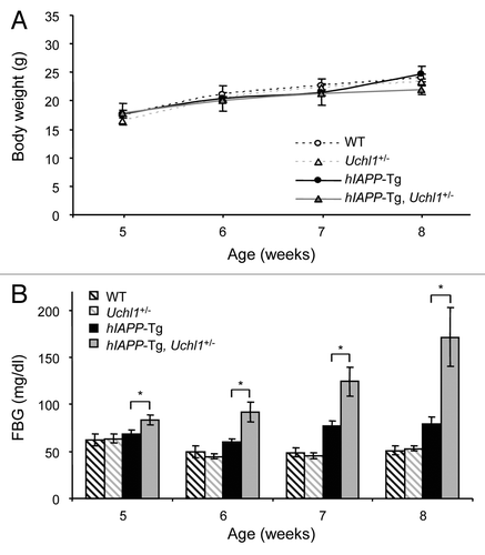 Figure 2. UCHL1 deficiency accelerates diabetes progression in hIAPP-Tg mice. Body weight (A) and fasting blood glucose (B) were measured in the 4 groups of mice: wild-type (WT: n = 7); UCHL1 deficient (Uchl1+/−: n = 9), hIAPP transgenic (hIAPP-Tg: n = 9) and hIAPP transgenic mice deficient for UCHL1 (hIAPP-Tg, Uchl1+/−: n = 17 at 5, 6, and 7 wk; n = 7 at 8 wk). Data are expressed as mean ± SEM; *P < 0.05.