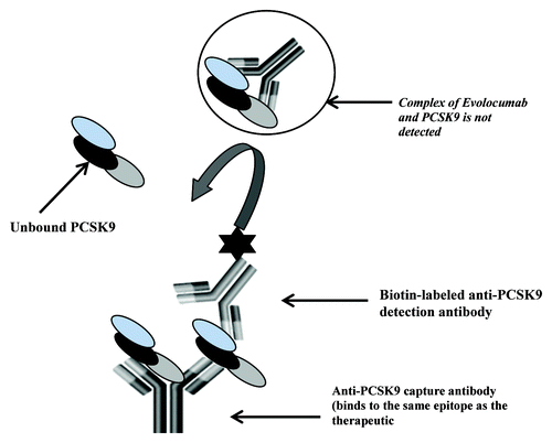 Figure 1. Schematic of the free human PCSK9 assay. The ELISA method utilizes an anti-human PCSK9 monoclonal that binds to the same epitope as the therapeutic antibody and a second biotin conjugated anti-human PCSK9 antibody for detection. The capture antibody by virtue of binding to the same epitope as the therapeutic should capture only the free form of PCSK9 present in samples.