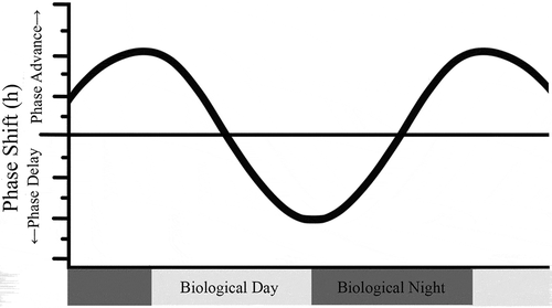 Fig. 3. Phase Response Curve (PRC) for Light (Type 1). This schematic PRC illustrates that the magnitude of phase shifting by a light pulse will depend on the time of administration, and more specifically, on an individual’s biological (or circadian) time, which is typically based on the timing of the melatonin rhythm. Biological night refers to the time when melatonin levels are high. Figure credit: UC San Diego BioClock Studio, modified from Rueger et al., Citation2013. 