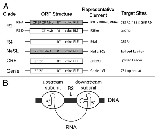 Figure 1 Restriction-like endonuclease bearing non-LTR retrotransposon structure and insertion mechanism. (A) A generalized Open Reading Frame (ORF) structure diagram of each of the major recognized RLE-bearing non-LTR retrotransposons clades is depicted along with the target site(s) and the name of a representative element(s) is given.Citation12,Citation21,Citation22,Citation24,Citation27,Citation28,Citation33,Citation34 In the structure diagrams the ORF is depicted by a rectangle. The lines flanking ORF rectangle are the 5′ and 3′ untranslated regions, respectively. The two major structural variants of R2 are given. The element names in bold text and gray filled structures are the subject of the paper. Abbreviations: R9 element from Adineta vaga (R9Av), R8 from Hydra magnipapillata (R8Hm), R2 from Limulus polyphemus (R2Lp), R2 from Bombyx mori (R2Bm), R4 element from Ascaris lumbricoides (R4Al), NeSL from Caenorhabditis elegans (NeSL-1Ce), CRE2 from Crithidia fasciculata (CRE2Cf), Genie-1 from Giardia lamblia (Genie-1Gl), Zinc Finger (ZF), Myb motif (Myb), reverse transcriptase (RT), cysteine-histidine rich motif (cchc), and restriction-like endonuclease (RLE). The lines flanking the ORFs are the 5′ and 3′ untranslated regions, respectively. Elements and conserved domains are not drawn to scale. (B) Model of R2 insertion as shown for the R2Bm element.Citation26 The R2Bm RNA contains higher order RNA structures that function as protein binding motifs. Two subunits of protein are bound to single RNA, forming a pseudo-dimer of protein linked through the RNA. The R2Bm protein bound to the 3′ UTR RNA adopts a protein conformation that binds upstream of the insertion site (insertion site = arrow) through an unidentified protein R2 protein domain. Protein bound to the 5′ RNA adopts a protein conformation that binds downstream of the insertion site through the N-terminal ZF and Myb motifs. Insertion is proposed to be catalyzed by the two protein subunits in four steps. Step 1: the RLE from the upstream subunit is responsible for first-strand cleavage. Step 2: the RT of the upstream subunit catalyzes first-strand TPRT using the cleaved DNA as a primer. Step 3: the downstream subunit cleaves the second DNA strand. Step 4: the downstream subunit provides the polymerase to perform second-strand synthesis using the cleaved DNA as a primer. Step 4 has not yet been shown to occur in vitro.