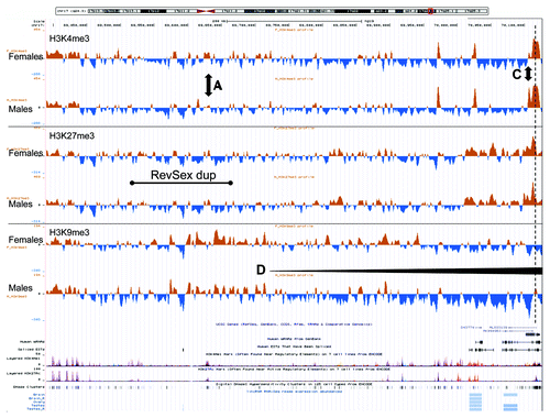 Figure 4. An UCSC genome browser panel with custom tracks showing the average signal-to-input chromatin profiles (H3K4me3, H3K27me3, and H3K9me3) of control females (upper profiles, n = 3) and control males (lower profiles, n = 3) in the 736 kb region from 69,390,000 to 70,126,000 (hg19) after 1 kb binning of data. A, C, and D mark positions of differences commented in the text. The dashed line marks the start of the SOX9 gene.