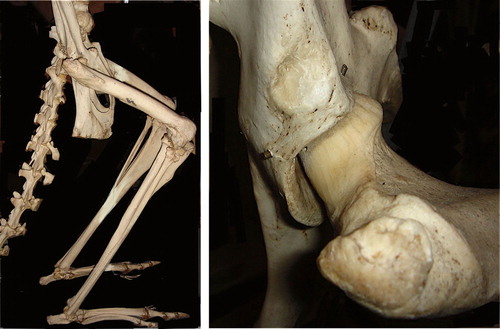 Figure 19. Kangaroo posture is characterized by deep flexion in hips and knees. Coxa recta hip morphology is pronounced with no offset whatsoever on the postero-superior head-neck junction, where tensile forces are largest when a kangaroo lands a jump, and joint contact area is maximized.