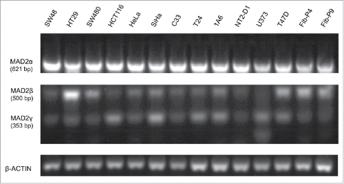 Figure 1. Expression of MAD2 isoforms in multiple cancer cell lines and primary non-cancerous foreskin fibroblasts. The three MAD2 isoforms were simultaneously amplified by pairing forward and reverse oligonucleotides to exons 1 and 5, respectively (Fig. 2). β-actin was used as an internal control. The three isoforms were differentially expressed in different cancer cell lines and in non-cancerous primary foreskin fibroblasts (Fib-P4 and Fib-P9).