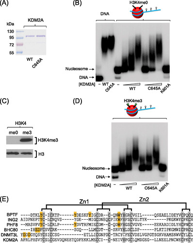 Fig 3 The KDM2A PHD domain does not contribute significantly to nucleosome binding. (A) KDM2A proteins encoding a wild-type (WT) or mutant PHD domain (C645A) were expressed and purified. (B) Both the WT and C645A KDM2A proteins bind to naked 216-bp nucleosome positioning DNA with the same level of efficiency, as determined by EMSA (left-hand lanes). Mutating the PHD domain did not inhibit binding to the 216-bp mononucleosome, whereas mutation of the ZF-CXXC DNA biding domain (K601A) completely abrogated binding. (C) Histone H3K4me3 was installed specifically into histone H3 and the incorporation verified by Western blotting of the recombinant histone with antibodies against H3K4me3 or histone H3. (D) Mononucleosomes (216 bp) were reconstituted with histones containing H3K4me3 as indicated by the green dots on the nucleosome cartoon above the EMSA panels. The addition of H3K4me3 to the mononucleosome did not increase binding of KDM2A, nor did mutation of the PHD domain inhibit binding to the nucleosome, indicating that H3K4me3 does not contribute significantly to nucleosome recognition by KDM2A. (E) Multiple sequence alignment of PHD domains that bind either to H3K4me3 (BPTF, ING2, and PHF8) or H3K4me0 (BHC80 and DNMT3L) and KDM2A. Gray boxes indicate conserved zinc-coordinating cysteines/histidines, and orange boxes indicate methyl-lysine- or lysine-interacting residues. Although KDM2A has conserved zinc-coordinating residues, lysine interaction residues are absent.