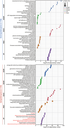 Figure 3 Functional enrichment analysis of up- and down-regulated differentially expressed genes between the kidney and Sham groups in TBI mice using g:Profiler. The analysis was performed in g:Profiler with the selection of GO:BP, GO:MF, GO:CC, Reactome (REAC) and Human Phenotype ontology (HP) databases and grouped by the color of the source database used, with the x-axis showing the negative decimal logarithmic scale values of adjusted p-value. Highlighted dots indicate the ratio of enrichment containing 10 to 80%. Highlighted dots indicate the percentage (%) of differentially expressed genes contained in individual gene sets. Gene-sets associated with kidney diseases in HP database were red-colored.