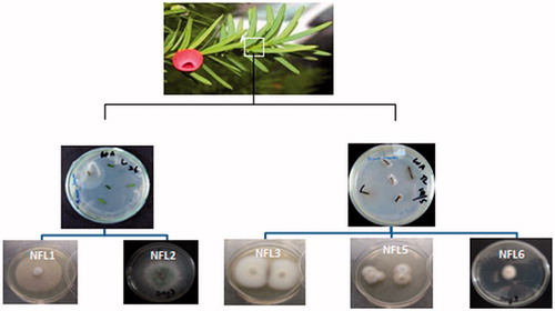 Figure 2. Isolation and macro-morphological characteristics of endophytic fungi isolated from the leaves of Taxus fuana.