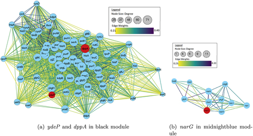 Figure 9. Network visualization of first neighbors using Cytoscape for strain 401140. Here dppA shows closer interaction with ydeP.