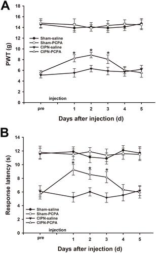 Figure 4 Inhibition of Tph in the RVM attenuates paclitaxel-induced pain. (A) RVM microinjection of PCPA significantly attenuated the chemotherapy-induced mechanical allodynia (* vs CIPN-saline group, P < 0.05). (B) RVM microinjection of PCPA significantly alleviated CIPN-induced heat hyperalgesia (* vs CIPN-saline group, P < 0.05). n=6 per group.