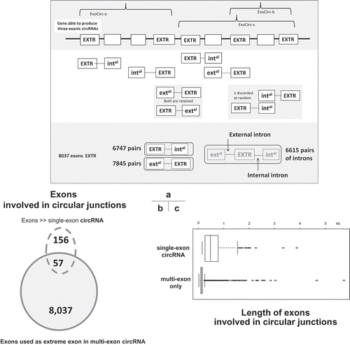 Figure 2. Illustrations of some features of circRNAs characterized in porcine pubertal testis. (a) Schematic representation of the identification of proximal exons and introns. At the top of the figure, we show a gene made of nine exons (boxes) able to produce three exonic circRNAs. Each exon involved in the back-splicing (named extreme, [EXTR]) at the origin of these ExoCirc-RNAs was identified. For each extreme exon, the two proximal exons (internal [intal] and external [extal]) and the two proximal introns were identified. The number of cases we found for each configuration is given at the bottom of the figure. (b) Exons involved in circular junctions. (c) Comparison of the length of exons involved in circular junctions.