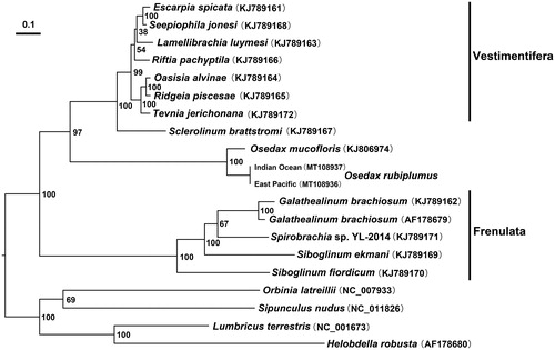 Figure 1. Maximum likelihood (ML) analysis based on the concatenated amino acid (AA) sequences of 13 PCGs. ML bootstrap values are indicated at each node. Helobdellarobusta, Lumbricusterrestris, Orbinialatreillii and Sipunculusnudus serve as the outgroup.
