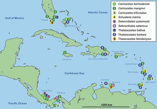 Figure 4. Map of the Caribbean showing occurrences of selenoribatid species in this geographic region