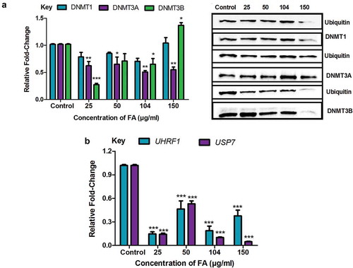 Figure 5. The effect of FA on the ubiquitination of DNMT1, DNMT3A, and DNMT3B in HepG2 cells. (a) The ubiquitination of DNMT1, DNMT3A, and DNMT3B were detected by immuno-precipitation and Western blot. Fusaric acid altered the ubiquitination of DNMT1, DNMT3A, and DNMT3B in HepG2 cells. (b) RNA isolated from control and FA-treated HepG2 cells were reverse transcribed into cDNA and analyzed by qPCR. Fusaric acid significantly decreased the expression of UHRF1 and USP7 in HepG2 cells. Results are represented as mean fold-change ± SD (n = 3). Statistical significance was determined by one-way ANOVA with the Bonferroni multiple comparisons test (*p < 0.05, **p < 0.005, ***p < 0.0001).