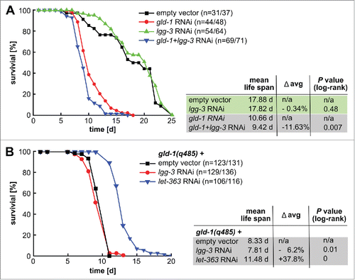 Figure 6. Inhibition of autophagy shortens life span of animals with tumors. (A) N2 L1 larvae were fed with the indicated RNAi(s). A representative cumulative survival curve and Kaplan Meier statistics are depicted. (B) gld-1 mutant L1 larvae were fed with the indicated dsRNAs. A cumulative survival curve and Kaplan Meier statistics are depicted.