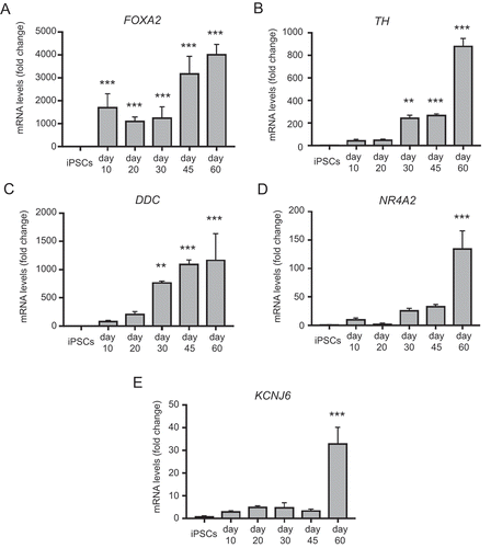 Figure 4. qRT-PCR analysis of temporal changes in midbrain/floorplate and A9 dopaminergic maturity markers in neuronal cultures enriched for mDANs. NAS2 hiPSCs were differentiated according to the optimized monolayer protocol, using 300 ng/ml SHH-C42II, 0.6 μM CHIR99021. (A) Floorplate/midbrain marker FOXA2. (B-D) Dopaminergic markers, TH, DDC, and NR4A2. (E) The A9 dopaminergic maturity marker, KCNJ6. Results are from a single neuralization, and values are presented as means ± SEM of 3 terminal differentiations as fold-change from hiPSCs. ** P < 0.01; *** P < 0.001