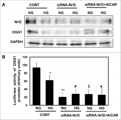 Figure 5. Downregulation of Nrf2 resulted in significant decrease in OGG1 protein expression and lead to sharp decrease in OGG1 promoter activity in renal roximal tubular cells treated with HG. (A) Cells transfected with siRNA against Nrf2 showed a significant decrease in OGG1 protein compared to cells transfected with control (nonspecific siRNA) and grown under both conditions of NG and HG. In addition, cells transfected with siRNA against Nrf2 and treated with AICAR showed no changes in protein expression of Nrf2 and OGG1. (B) Cells co-transfected with siRNA against Nrf2 and reporter plasmid construct carried OGG1 promoter showed a significant decrease in OGG1 promoter activity in cells grown under low and high concentrations. Cells transfected with siRNA against Nrf2 and treated with AICAR showed significant decrease in OGG1 promoter activity under both NG and HG conditions. Experiment represent means ± SE (n = 6). Significant difference from cells grown in NG compared to cells in HG is indicated by *P < 0.01, cells grown in NG and transfected with siRNA of Nrf2 by **P < 0.01, cells transfected with siRNA of Nrf2 and exposed to HG by #P < 0.01, cells grown in NG and transfected with siRNA of Nrf2+treated with AICAR by §P < 0.01, and cells transfected with siRNA of Nrf2 and exposed to HG+treated with AICAR by ¶P < 0.01.