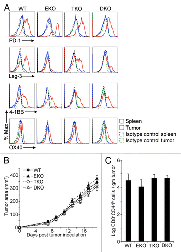 Figure 2. Diminished Lag3 expression on Eomes-deficient CD8+ CD44hi TILs. (A–C) 1 × 106 EG7 cells were subcutaneously injected into the flank of 6–12 wk old C57BL/6 wild-type (WT), Eomes KO (EKO), T-bet KO (TKO) or double KO (DKO) recipient mice. Data are representative of at least 3 independent experiments. (A) Cytofluorometric analysis of immunofluorescence stained, dissociated tumor cells 21 d after tumor cell inoculation. Histograms of the expression level of the indicated marker in CD8+ CD44hi splenocytes or EG7 tumor-infiltrating lymphocytes (TILs). (B) Growth curves for EG7 tumors in C57BL/6 controls vs. EKO, TKO, and DKO mice. Each point represents the mean ± SEM of tumor measurements (n = 8 per group). Statistical analyses were performed by Student t test with no significant differences between WT and EKO, TKO, or DKO at any time point (P > 0.05). (C) Quantitation of CD8+ CD44hi TILs in EG7 tumors from mice in (B), 21 d post tumor inoculation as determined by flow cytometry. Bars represent the mean ± SEM of the log CD8+ CD44hi TILs per gram tumor (n = 8 per group). Statistical analyses were performed by Student t test with no significant differences found between WT and EKO, TKO, or DKO (P > 0.05). 4-1BB/ TNFRSF9, tumor necrosis factor receptor superfamily member 9; Eomes, eomesodermin; KO, knockout; Lag3, lymphocyte-activation gene 3; PD-1, programmed cell death-1; Tbet, T-bet/Tbx21, T-box 21;