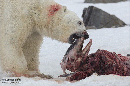 Fig. 3 An adult polar bear feeding on the remains of a white-beaked dolphin in Raudfjorden on 2 July 2014. The dolphin is presumed to be a member of the same pod as the dolphins eaten by a bear in April.© Samuel Blanc/www.sblanc.com