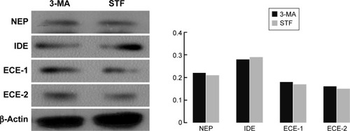 Figure 3 Influence of autophagy on the Aβ clearance markers.