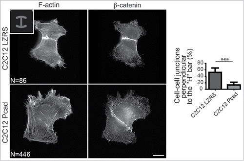 Figure 2. P-cadherin expression decreases cell contractility as indicated by intercellular junction positioning. Immunostaining of β-catenin and F-actin in control (C2C12 LZRS: C2C12 cells expressing only the empty vector) and P-cadherin-expressing cell doublets plated on H-shaped micropatterns. Most of control C2C12 myoblasts (82%) have intercellular junctions that are perpendicular to the H bar. Conversely, the intercellular junction position and orientation are strongly perturbed upon P-cadherin expression. Indeed, junctions that are perpendicular to the H bar, like in control cells, are observed only in 11% of P-cadherin-expressing cells. For all panels, the mean ± SEM is shown; *** P < 0.0005.