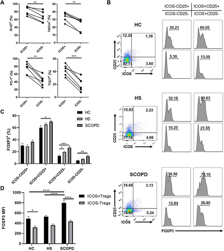 Figure 2 Characteristics of ICOS+ or ICOS− Tregs and the relationship between inducible costimulator (ICOS) and forkhead box protein 3 (FOXP3). (A) Comparisons of the expression levels of Ki-67, IKAROS family zinc finger 2 (Helios), programmed cell death protein 1 (PD-1), and T-cell immunoreceptor with Ig and ITIM domains (TIGIT) in ICOS+CD4+CD25+FOXP3+ Tregs and ICOS−CD4+CD25+FOXP3+ Tregs in the peripheral blood from patients with stable chronic obstructive pulmonary disease (SCOPD, n = 6). Representative flow cytometric plots of the expression level of FOXP3 in four subsets of CD4+ T cells gated by CD25 and ICOS in healthy controls (HC, n = 15), healthy smokers (HS, n = 11), and patients with SCOPD (n = 22) (B) and the corresponding histograms (C). (D) Quantification of FOXP3 expressed by ICOS+CD4+CD25+FOXP3+ Tregs or ICOS−CD4+CD25+FOXP3+ Tregs of HC (n = 15), HS (n = 11) and patients with SCOPD (n = 22). Significance was determined by two-way ANOVA analysis followed by Tukey’s multiple comparisons test (D). *p<0.05, **p<0.01, ***p<0.001, ****p<0.0001.