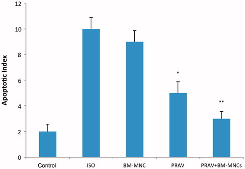 Figure 7. Apoptotic indices. Results are expressed as mean ± SEM (n = 10/group). Quantification shows that apoptotic myocytes were significantly reduced in the PRAV group vs ISO only group (*p < 0.05) and in the PRAV + BM-MNC group vs ISO only group (**p < 0.01). There was no significant difference between PRAV and PRAV + BM-MNC group outcomes.