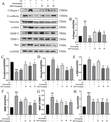 Figure 6 Effect of BFP-TA on the expression of EMT-related proteins in the COPD mouse model. (A–H) The relative expression levels of Collagen I, E-cadherin, Vimentin, α-SMA, MMP-9, TIMP-1, and Bax were determined by Western blot. Data were presented as mean ± SD (n =3), #P < 0.05, ###P < 0.001, ####P < 0.0001 compared to the control group; *P < 0.05, **P < 0.01, ***P < 0.001, ****P < 0.0001 compared to the COPD model group.