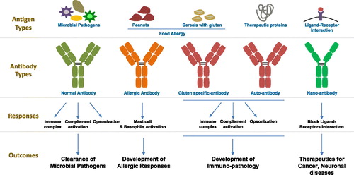 Figure 1. Antibodies in immunopathology and immunotherapy.