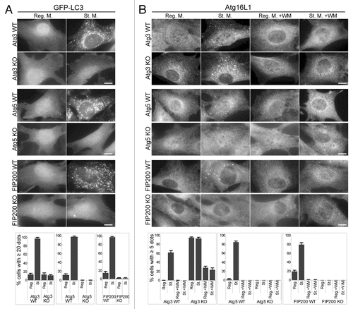 Figure 2 Localization of GFP-LC3 and endogenous Atg16L1 in Atg3 KO, Atg5 KO and FIP200 KO MEFs. Puncta formation of GFP-LC3 (A) and endogenous Atg16L1 (B) was assessed in Atg3 KO, Atg5 KO and FIP200 KO MEFs, and wortmannin-treated cells. Wild-type MEFs and MEFs deficient for Atg3, Atg5 and FIP200 stably expressing GFP-LC3 were cultured in regular or starvation medium, with or without 0.2 µM wortmannin for 2 hours. Cells were then fixed and examined by fluorescence microscopy. For Atg16L1 detection, cells were stained with anti-Atg16L1 antibodies. Scale bars, 10 µm. Graphs show the results of quantification of the dot positive cells (more than 20 dots (A) and 5 dots (B) per cell). Results shown represent mean ± SE of triplicate samples containing greater than 100 cells. Reg. M., regular medium; St. M., starvation medium; WM, wortmannin; WT, wild-type.