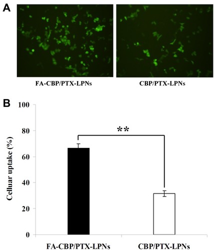Figure 4 Cellular uptake efficiency of FA-CBP/PTX-LPNs and CBP/PTX-LPNs. (A) photographed using fluorescence microscopy and (B) analyzed using a flow cytometer. Data presented as mean ± SD (n=5), **P < 0.01.