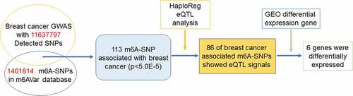 Figure 1. Flow chart of study design and analysis