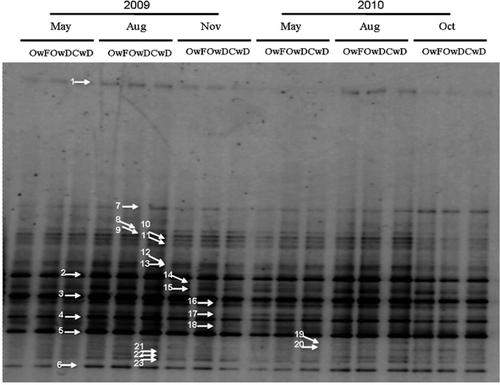 Figure 2. Denaturing gradient gel electrophoresis (DGGE) band patterns of methanogenic archaeal 16S rRNA genes obtained from paddy field soils in the Field Science Center of Tohoku University on May 18, August 4, and November 12 in 2009, and May 12, August 14, and October 29 in 2010. OwF, flooding in winter with organic farming; OwD, non-flooding in winter with organic farming; CwD, non-flooding in winter with conventional farming. The numbers indicated by arrows show the bands whose sequences were determined and correspond to the ones on the phylogenetic tree in Fig. 3.