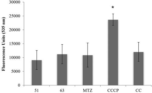 Figure 2. Plots of fluorescence units at 535 nm after addition of JC-1. MTZ (metronidazole), CCCP (m-chlorocarbonylcyanide phenylhydrazone) and CC (culture control). Data indicate mean ± SD of three independent experiments (n = 3). Data that are significantly different from control experiment are marked with an asterisk (*) (ρ < 0.05).