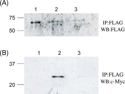 Fig. 5. Co-immunopreciptation of c-Myc-tagged mutant lysozymes and FLAG-tagged soluble Cne1p.Notes: After immunoprecipitation with anti-FLAG antibody, western blotting was performed using anti-FLAG (A) or anti-c-Myc (B) antibody. Lane 1, soluble Cne1p; lane 2, soluble Cne1p + G49N/D66H lysozyme; lane 3, soluble Cne1p + G49N lysozyme.