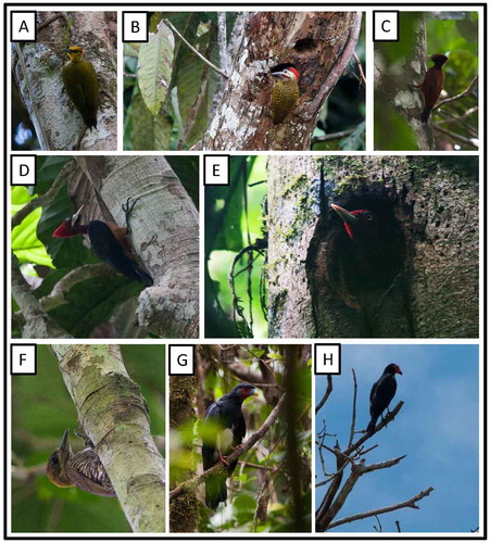 Figure 10. Photo-documentation of avian species during the faunal inventory in the vicinity of Boanamo, Orellana Province, Ecuador, 200–270 m. (A) Adult female Yellow-throated Woodpecker Piculus flavigula magnus; (B) adult Spot-breasted Woodpecker Colaptes punctigula guttatus perched at the entrance to its nest; (C) Chestnut Woodpecker Celeus elegans citreopygius; D–E) Red-necked Woodpecker Campephilus r. rubricollis adults; (F) Juvenile Red-stained Woodpecker Veniliornis affinis hilaris; (G) Red-throated Caracara Ibycter americanus; (H) Black Caracara Daptrius ater. Photos H. F. Greeney.