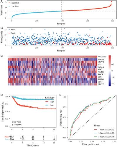 Figure 5 (A and B) The distribution of RiskScore and corresponding survival states in the Gene Expression Omnibus (GEO) training dataset. (C) Heatmap of gene expression in the RiskScore model. (D and E) Kaplan-Meier curve and receiver operating characteristic curve of RiskScore in the GEO training dataset.