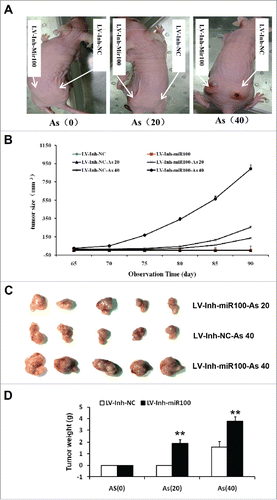 Figure 4. Inactivation of miR-100 combined with arsenic treatment promotes mammary tumor growth of BEAS-2B cells. A. the representative image showed mammary tumors from the miR-100 inactivation (Lv-Inh-miR100.) BEAS-2B cells with or without chronic arsenic treatment (0.25 μM) for 0, 20, 40 passages. B. Tumor size was monitored every 5 d after injection of BEAS-2B cells. C. Solid tumors were removed after the sacrifice at 90 d. The representative image showed mammary tumor size. D. Solid tumors from BEAS-2B cells were removed, and their weights were determined after sacrifice. The data were presented as the mean ± SEM (n = 5/group) *p < 0.05.