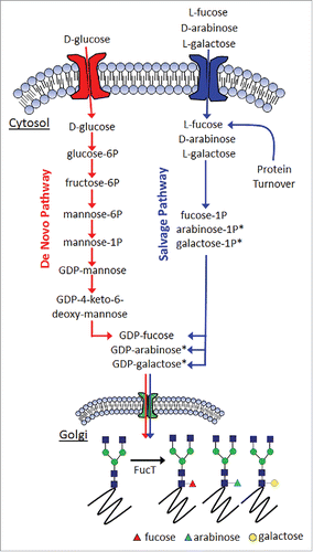 Figure 2. General mechanism for fucosylation in mammalian cells. (*denotes inferred metabolites).