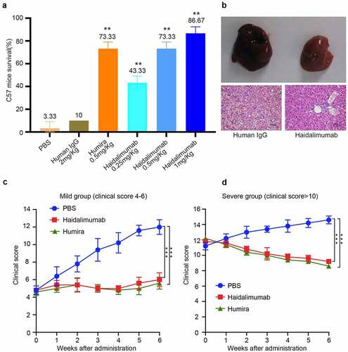 Figure 4. Safety and potency analysis in vivo. (a) the protective effect of antibodies on D-galactosamine and rhTNFα-induced liver damage. Survival rate of C57BL/6 mice was calculated after the mice were injected with antibodies for protection from liver damage induced by D-galactosamine and rhTNFα. Haidalimumab at 0.5 mg/kg and 1.0 mg/kg treatment groups showed 73.3% and 86.67% survival rate, respectively, and the survival rate of the Haidalimumab at 0.5 mg/kg treatment group was the same as that of the Humira treatment group. Compared with human IgG group *0.001 < P < 0.05, ** P < 0.001. (b) morphological analysis and hematoxylin and eosin staining analysis of liver damage in mice; the livers of mice in the human IgG-treatment group showed acute damage, manifested as a large number of cells showing apoptosis and necrosis, significant liver swelling, and congestion. In contrast, the livers of Haidalimumab-treated mice had normal morphology of liver tissue. (c) relief from arthritis in TNF-Tg mice with mild (clinical score 4–6, n = 5 mice per group) arthritis were treated; after about a week, the Humira and Haidalimumab treatments were effective and equivalent. (d) relief from arthritis in TNF-Tg mice with severe (clinical score ≥10, n = 5 mice per group) arthritis; after about a week, the Humira and Haidalimumab treatments were effective and equivalent. ***P < 0.001