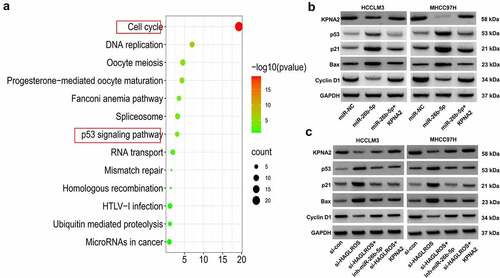 Figure 7. HAGLROS inactivates p53 signaling via regulating miR-26b-5p/KPNA2. (a) KEGG enrichment analysis of KPNA2 similar genes was performed using DAVID tools. (b) Western blot assays were applied to determine the expression of KPNA2 and p53 pathway-related proteins (p53, p21, Bax, Cyclin D1) in HCCLM3 and MHCC97H cells transfected with miR-NC, miR-26b-5p or miR-26b-5p+KNPA1. (c)Western blot assays were used to measure the expression of KPNA2 and p53 pathway-related proteins (p53, p21, Bax, Cyclin D1) in HCCLM3 and MHCC97H cells transfected with si-HAGLROS alone or together with miR-26b-5p inhibitor or KPNA2-overexpressing vector.