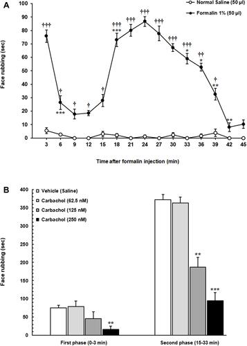 Figure 2 (A) The time course of face rubbing as the nociceptive responses immediately after subcutaneous injection of 1% formalin or normal saline into the orofacial region. Following formalin injection into the upper lip a significant increase in face rubbing time spent compared to respective 3-min block in normal saline group was observed. (B) The effect of microinjection of different solutions of carbachol into the LH on formalin-induced orofacial nociception. Intra-LH microinjection of carbachol (62.5, 125 and 250 nM/rat) attenuated face rubbing time spent (sec) during both phases of formalin orofacial nociception in a dose-dependent manner. Each point represents the mean ± SEM for 6–8 rats in each group. *P < 0.05, **P < 0.01 and ***P < 0.001 compared to previous 3-min block. †P < 0.05, ††P < 0.01 and †††P < 0.001 compared to respective 3-min block in normal saline group. **P < 0.01 and ***P < 0.001 compared to vehicle (Saline) group.