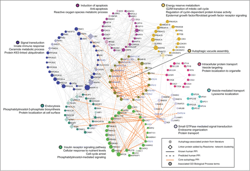 Figure 1. Network representation of core autophagy proteins, autophagy regulators and pathway interactors, clustered into functional modules of human protein-protein interactions by the Reactome Functional Interaction Network. Schematic showing the functional interconnectedness of 162 of 211 autophagy-associated proteins curated from literature. Edges represent human protein-protein interactions (PPI) reported in the Reactome database. Cellular functional compartments that are important in autophagy modulation are indicated by color-coded modules annotated by module-enriched GO Biological Process terms (FDR < 0.01). Node size ranks proteins by PPI count.