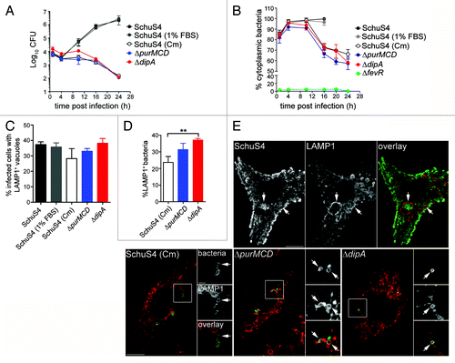 Figure 1. Capture of cytosolic Francisella into endosomal vacuoles in BMMs. (A) Intracellular growth of SchuS4, SchuS4 (in 1% FBS-medium), SchuS4 treated with chloramphenicol at 6 h p.i., and its isogenic ΔpurMCD and ΔdipA mutants in BMMs. Intracellular bacteria were enumerated from CFUs at various times p.i. Data are means ± SD from a representative experiment performed in triplicate out of two independent repeats. (B) Intracellular trafficking of SchuS4 and its derivatives in BMMs. At various times p.i., infected BMMs were subjected to a phagosomal integrity assay to quantify the percentage of cytoplasmic bacteria. At least 100 bacteria per experiment were scored for each condition. Data are means ± SD from three independent experiments. (C) Quantification of infected cells containing bacteria enclosed within endosomal vacuoles at 20 h p.i. Infected BMMs were scored for number of infected cells with bacteria enclosed within LAMP1-positive compartments. At least 100 BMMs per experiment were scored for each condition. Data are means ± SD from three independent experiments. (D) Quantification of bacteria enclosed within endosomal vacuoles at 20 h p.i. Infected BMMs were scored for the number of bacteria enclosed within LAMP1-positive compartments. At least 100 BMMs or bacteria per experiment were scored for each condition. Data are means ± SD from three independent experiments. Asterisks indicate statistically significant differences (**p < 0.01, 1-way ANOVA, Tukey’s post-test). (E) Representative confocal micrographs of BMMs infected for 20 h with either SchuS4 or its derivatives. Samples were processed for immunofluorescence labeling of bacteria (green) and LAMP1-positive membranes (red). Magnified insets show single channel images of the boxed areas. White arrows indicate either bacterial clusters or bacteria of interest. Scale bars: 10 or 2 μm.