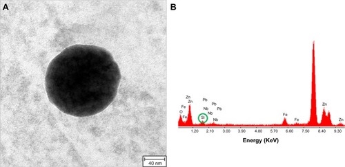 Figure 5 Silica nanoparticle in SH-SY5Y neuroblastoma cell.Notes: (A) Transmission electron microscope image of SH-SY5Y neuroblastoma cells treated with SiO2EN100(–); (B) graph of energy-dispersive X-ray spectroscope analysis. The green circle highlights the Si peak.Abbreviations: Fe, iron; Nb, niobium; O, oxygen; Pb, lead; Si, silicon; SiO2, silica; Zn, zinc.