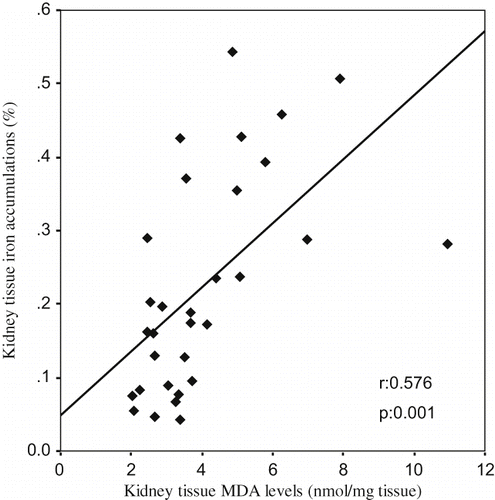 Figure 3. The scattergram shows the relation between kidney tissue MDA levels (in nmol/mg tissue) and kidney tissue iron accumulations (in %) in patient groups (ARF, ARF-LC, and ARF-proLC group).
