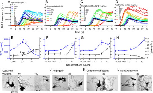 Figure 3. In vitro Αβ2M amyloid fibril formation with the amyloid-related proteins adsorbed by HICBs. Time courses of the aβ2M amyloid fibril formation with lysozyme (A), angiogenin (B), complement factor D (C) and matrix Gla protein (D) were monitored using a thioflavin T (ThT) fluorescence assay. Maximum values of ThT fluorescence are shown in the reaction with lysozyme (E), angiogenin (F), complement factor D (G) and matrix Gla protein (H). Morphological analysis was performed using TEM in the reaction with lysozyme (I), angiogenin (J), complement factor D (K) and matrix Gla protein (L). The concentrations are shown at the top of the figures. Scale bars = 200 nm. HICB: hexadecyl-immobilized cellulose beads.