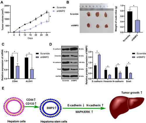 Figure 6 BMP2 knockdown inhibits tumor growth and the EMT of CSCs in HCC in nude mice. (A) Tumor volume of nude mice; (B) Tumor xenograft image and tumor weight; (C) qRT-PCR was used to detect the mRNA expression of CSC markers CD44 and ALDH1; (D) WB was used to detect the levels of E-cadherin, Vimentin, N-cadherin and Snail. The data were expressed as mean ± standard deviation. Data in the panel (B) were analyzed using independent t-test, and data in panels (A, C, D) were analyzed using two-way ANOVA, followed by Tukey’s multiple comparisons test. *p < 0.05.