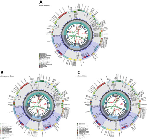 Figure 2. The chloroplast genome map of (A) A. orientale, (B) A. subcordatum, and (C) A. triviale. The map was generated by CPGView. Genes located on the inner and outer of circle are transcribed clockwise and anticlockwise, respectively. The dark grey inner circle indicates GC content. Large single-copy (LSC), small single-copy (SSC), and inverted repeats (IRA and IRB) are indicated in the inner layer. The functional classification of the genes is provided in the bottom left corner.