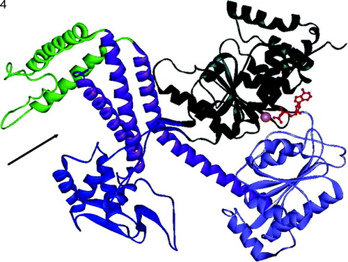 Figure 4.  Ribbon representation of the monomeric SecA structure Citation[49]. NBF1 is shown in dark green, NBF2 pale blue, HSD purple, HWD bright green, PPXD in dark blue and Mg2 + -ADP in orange/red. The arrow denotes the position of the putative polypeptide-binding site.